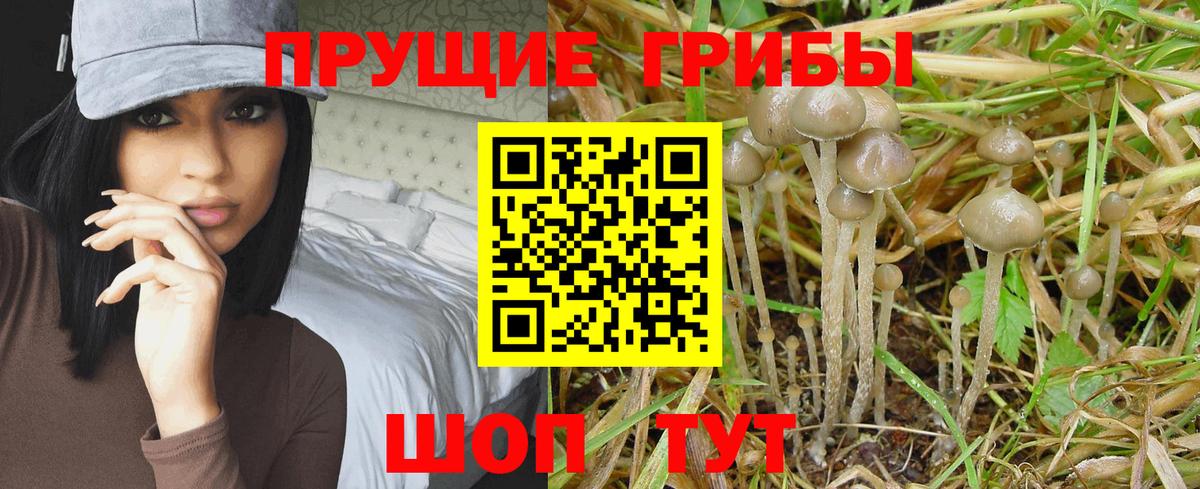Псилоцибиновые грибы прущие грибы Людиново